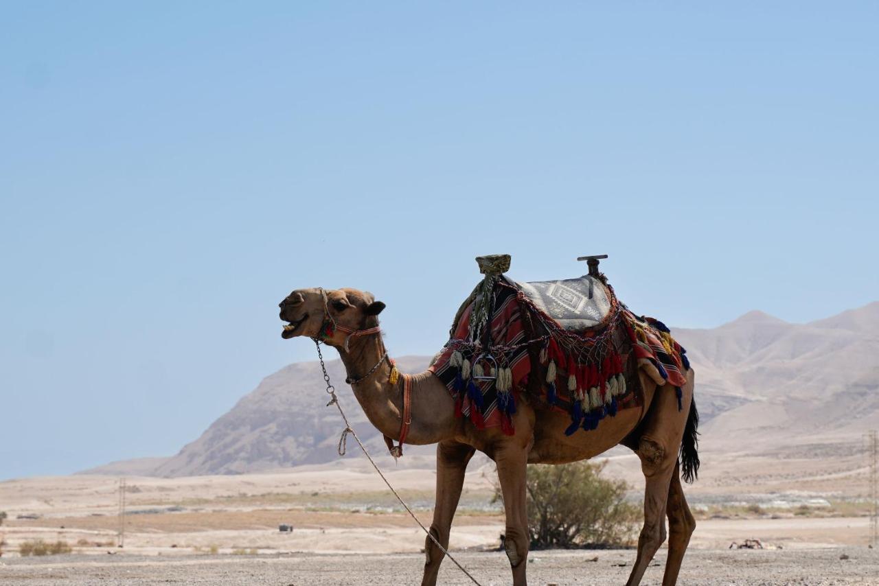 ホテル Selina Mantur Almog Dead Sea エクステリア 写真